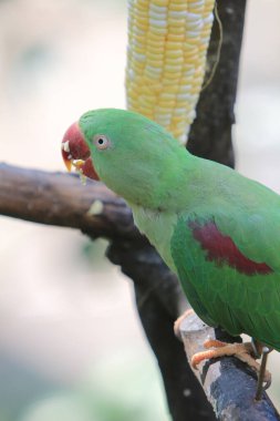 the green parrot sitting on tree branch