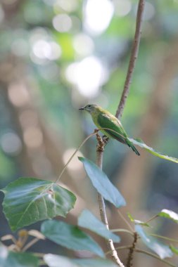 the green parrot sitting on tree branch