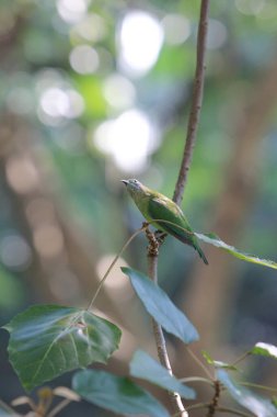 the green parrot sitting on tree branch