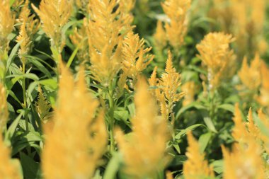 Doğa konsepti, bahçedeki çiçek.