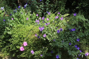 Doğa konsepti, bahçedeki çiçek.