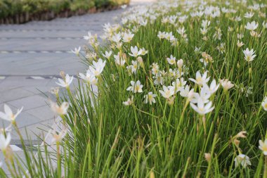 Doğa konsepti, bahçedeki çiçek.