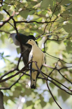 Pied imperial pigeon, Ducula bicolor, beautifull big white bird