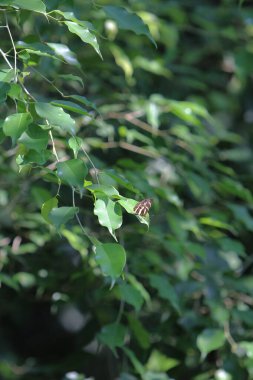 the wild insect , the nature concept image