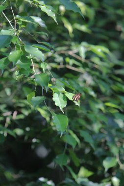 the wild insect , the nature concept image