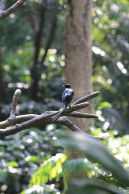 which is commonly found in the urban space of Hong Kong.