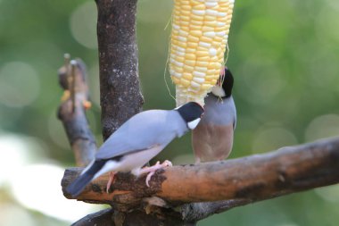 Sweet Java sparrow, solo perching on a branch