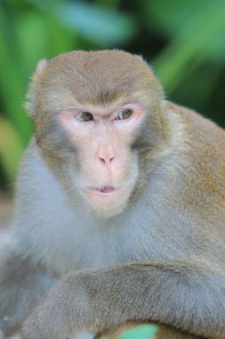 Wild macaques at Kam Shan Country Park, hk