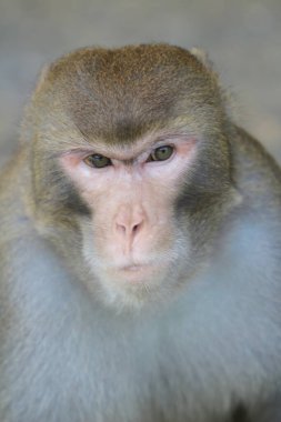 Wild macaques at Kam Shan Country Park, hk