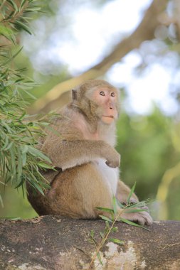 Wild macaques at Kam Shan Country Park, hk