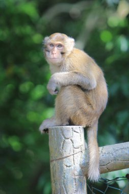 Wild macaques at Kam Shan Country Park, hk