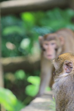Wild macaques at Kam Shan Country Park, hk