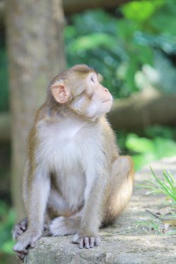 Wild macaques at Kam Shan Country Park, hk