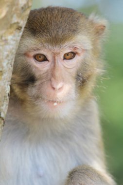 Wild macaques at Kam Shan Country Park, hk