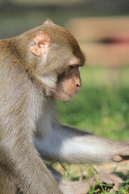 Wild macaques at Kam Shan Country Park, hk