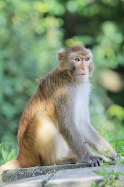 Wild macaques at Kam Shan Country Park, hk