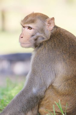 Wild macaques at Kam Shan Country Park, hk