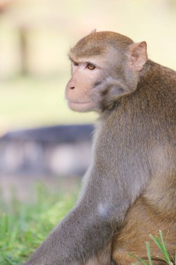 Wild macaques at Kam Shan Country Park, hk