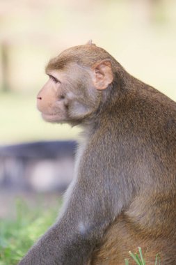 Wild macaques at Kam Shan Country Park, hk