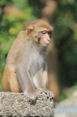 Wild macaques at Kam Shan Country Park, hk