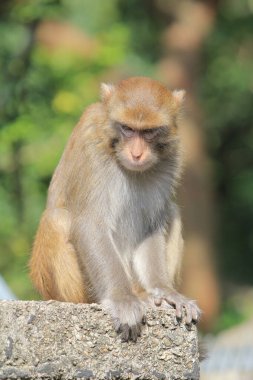 Wild macaques at Kam Shan Country Park, hk