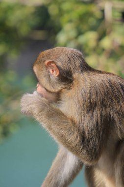 Wild macaques at Kam Shan Country Park, hk