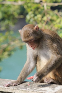 Wild macaques at Kam Shan Country Park, hk