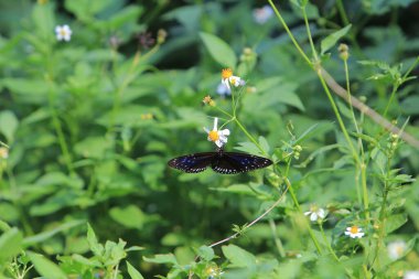 the wild insect , the nature concept image