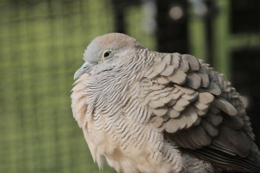 the bird , Zebra Dove at hong kong park