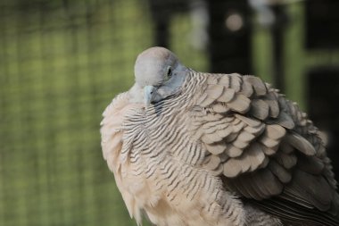 the bird , Zebra Dove at hong kong park