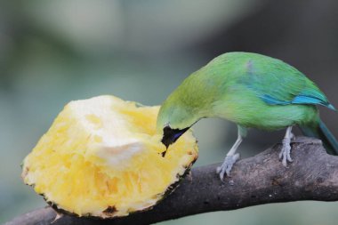 the bird , Zebra Dove at hong kong park