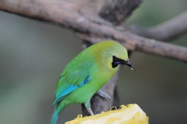 the bird , Zebra Dove at hong kong park