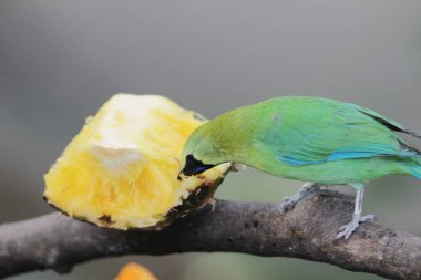 the bird , Zebra Dove at hong kong park