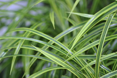 Yaprak resmi, doğa konsepti fotoğrafı.