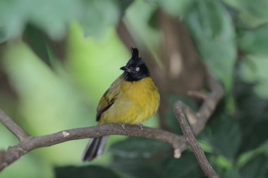Bali myna Hong Kong Park in Hong kong