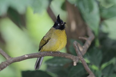 Bali myna Hong Kong Park in Hong kong