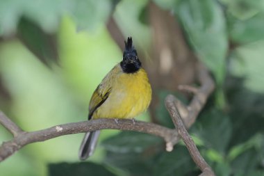 Bali myna Hong Kong Park in Hong kong