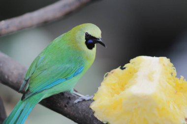 a bird, Blue-winged Leafbird at hk park