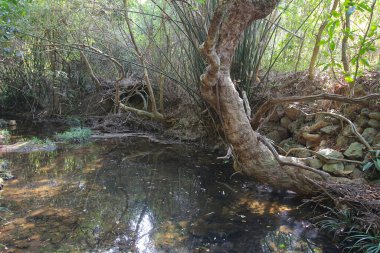 Plover koyu Country Park, Sam A Chung, hk