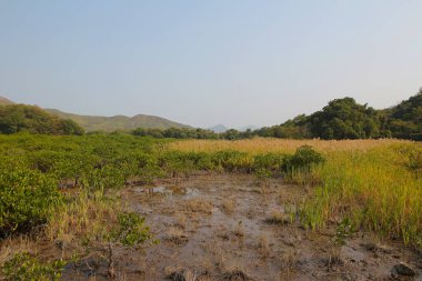Plover koyu Country Park, Sam A Chung, hk