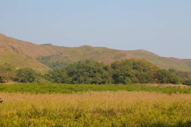Plover koyu Country Park, Sam A Chung, hk
