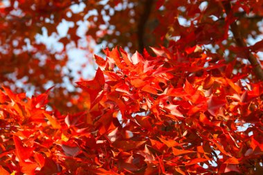 Sonbahar sezonu Wu Kau Tang, Kau Tam teknik destek, Hong Kong