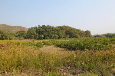 Plover koyu Country Park, Sam A Chung, hk