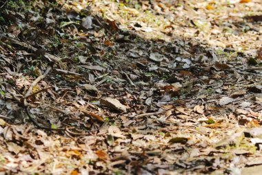 a Plover Cove Country Park , Sam A Chung, hk