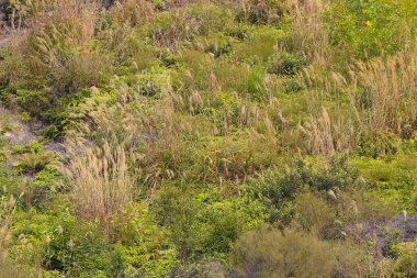 sonbahar sezonu güneş tarafından aydınlatılmış yüzey kuru ot