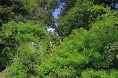 Yaprak resmi, doğa konsepti fotoğrafı.