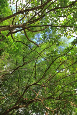 Yaprak resmi, doğa konsepti fotoğrafı.