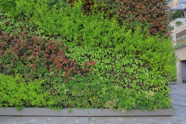 a wall is full of Vegetation green color.