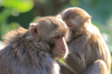 maymun Kam Shan Country Park, Kowloon, Hong Kong