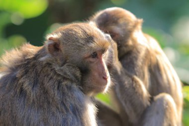 maymun Kam Shan Country Park, Kowloon, Hong Kong
